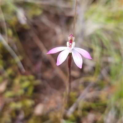 Caladenia fuscata (Dusky Fingers) at Uriarra Village, ACT - 29 Sep 2024 by BethanyDunne