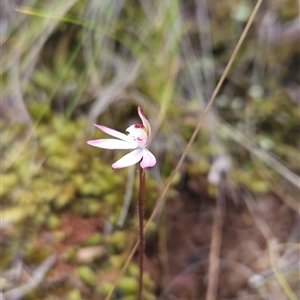 Caladenia fuscata at Uriarra Village, ACT - 29 Sep 2024