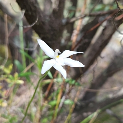 Glossodia major (Wax Lip Orchid) at Uriarra Village, ACT - 29 Sep 2024 by BethanyDunne