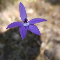 Glossodia major (Wax Lip Orchid) at Uriarra Village, ACT - 29 Sep 2024 by BethanyDunne