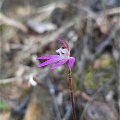 Caladenia fuscata (Dusky Fingers) at Uriarra Village, ACT - 29 Sep 2024 by BethanyDunne