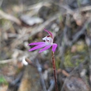 Caladenia fuscata at Uriarra Village, ACT - 29 Sep 2024