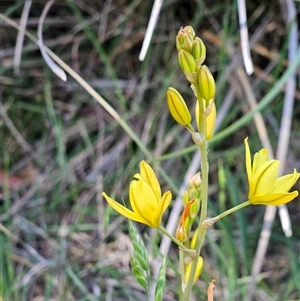 Bulbine sp. at Weetangera, ACT - 20 Oct 2024