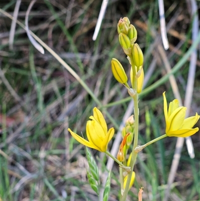 Bulbine sp. at Weetangera, ACT - 20 Oct 2024 by sangio7