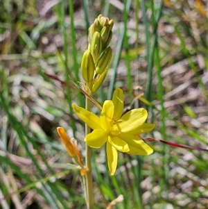 Bulbine bulbosa at Weetangera, ACT - 20 Oct 2024 03:01 PM