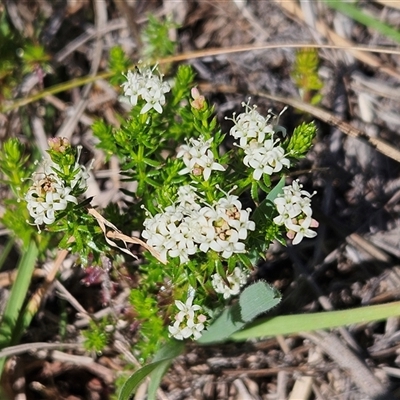 Asperula conferta (Common Woodruff) at Weetangera, ACT - 20 Oct 2024 by sangio7