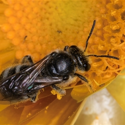 Lasioglossum (Chilalictus) lanarium (Halictid bee) at Acton, ACT - 16 Oct 2024 by kasiaaus