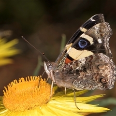 Vanessa itea (Yellow Admiral) at Acton, ACT - 16 Oct 2024 by kasiaaus