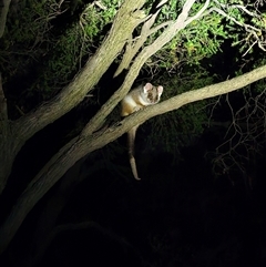 Pseudocheirus peregrinus (Common Ringtail Possum) at Cook, ACT - 20 Oct 2024 by CapitalReptileSpecialists