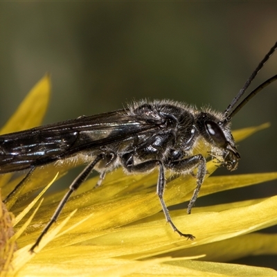 Thynninae (subfamily) (Smooth flower wasp) at Acton, ACT - 16 Oct 2024 by kasiaaus