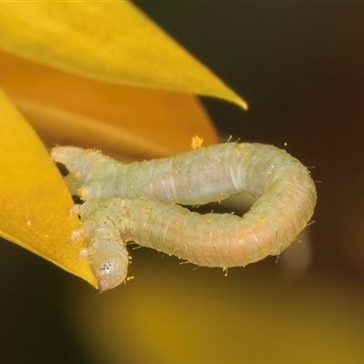 Geometridae (family) IMMATURE at Acton, ACT - 16 Oct 2024 by kasiaaus