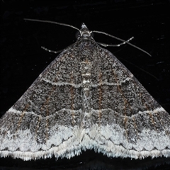 Dichromodes (genus) (unidentified Heath Moth) at Rosedale, NSW - 19 Oct 2024 by jb2602