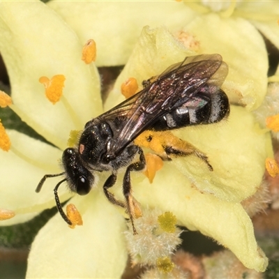 Lasioglossum (Chilalictus) sp. (genus & subgenus) (Halictid bee) at Acton, ACT - 16 Oct 2024 by kasiaaus