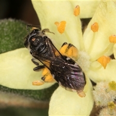 Lasioglossum (Chilalictus) sp. (genus & subgenus) at Acton, ACT - 16 Oct 2024 10:37 AM