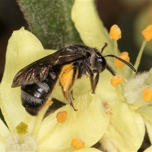 Lasioglossum (Chilalictus) sp. (genus & subgenus) at Acton, ACT - 16 Oct 2024 10:37 AM