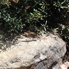 Lampropholis delicata (Delicate Skink) at Mount Kembla, NSW - 20 Oct 2024 by BackyardHabitatProject