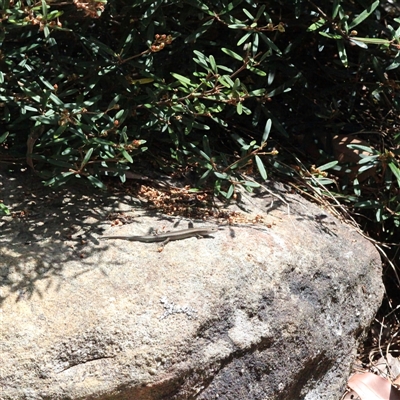 Lampropholis delicata (Delicate Skink) at Mount Kembla, NSW - 20 Oct 2024 by BackyardHabitatProject