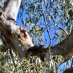 Callocephalon fimbriatum at Mongarlowe, NSW - 20 Oct 2024