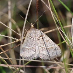 Antasia flavicapitata (Yellow-headed Heath Moth) at Mongarlowe, NSW - 20 Oct 2024 by LisaH