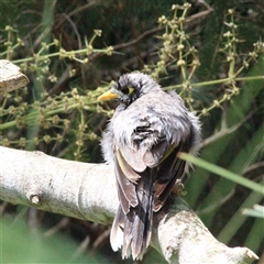 Manorina melanocephala (Noisy Miner) at Mount Kembla, NSW - 20 Oct 2024 by BackyardHabitatProject