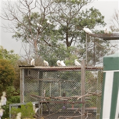 Cacatua galerita (Sulphur-crested Cockatoo) at Freshwater Creek, VIC - 4 Nov 2020 by WendyEM