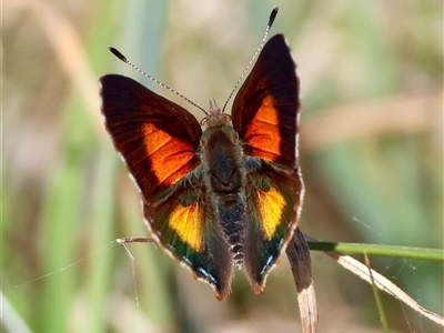 Paralucia aurifera (Bright Copper) at Mongarlowe, NSW - 20 Oct 2024 by LisaH