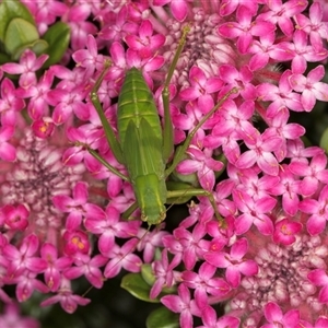 Caedicia simplex at Acton, ACT - 16 Oct 2024