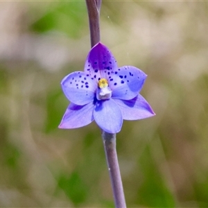 Thelymitra ixioides at Mongarlowe, NSW - 20 Oct 2024