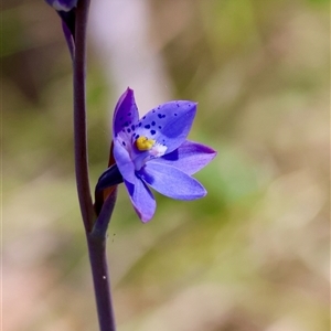 Thelymitra ixioides at Mongarlowe, NSW - 20 Oct 2024