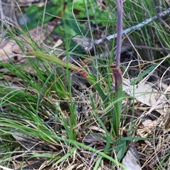 Thelymitra ixioides at Mongarlowe, NSW - 20 Oct 2024