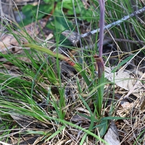 Thelymitra ixioides at Mongarlowe, NSW - 20 Oct 2024