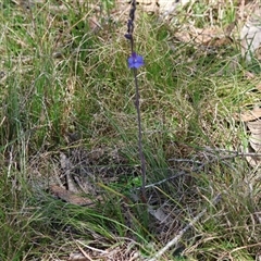 Thelymitra ixioides at Mongarlowe, NSW - 20 Oct 2024