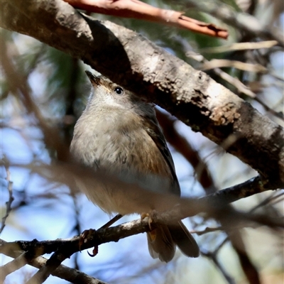 Sericornis frontalis (White-browed Scrubwren) at Mongarlowe, NSW - 20 Oct 2024 by LisaH