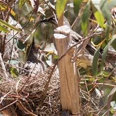 Anthochaera carunculata (Red Wattlebird) at Acton, ACT - 16 Oct 2024 by kasiaaus