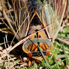 Cyclochila australasiae (Greengrocer, Yellow Monday, Masked devil) at Mongarlowe, NSW - 20 Oct 2024 by LisaH