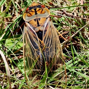 Cyclochila australasiae at Mongarlowe, NSW - 20 Oct 2024