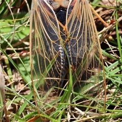 Cyclochila australasiae at Mongarlowe, NSW - 20 Oct 2024