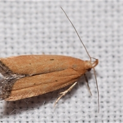 Ardozyga scytina (A Gelechied moth (Ardozyga group)) at Jerrabomberra, NSW - 20 Oct 2024 by DianneClarke