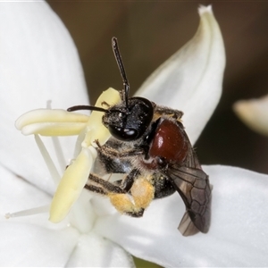 Lasioglossum (Callalictus) callomelittinum at Acton, ACT - 16 Oct 2024 11:56 AM