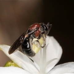 Lasioglossum (Callalictus) callomelittinum at Acton, ACT - 16 Oct 2024