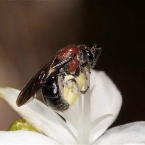 Lasioglossum (Callalictus) callomelittinum at Acton, ACT - 16 Oct 2024 11:56 AM