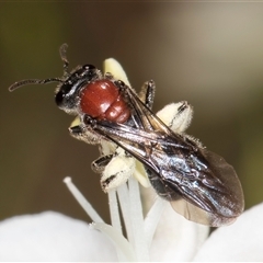 Lasioglossum (Callalictus) callomelittinum at Acton, ACT - 16 Oct 2024