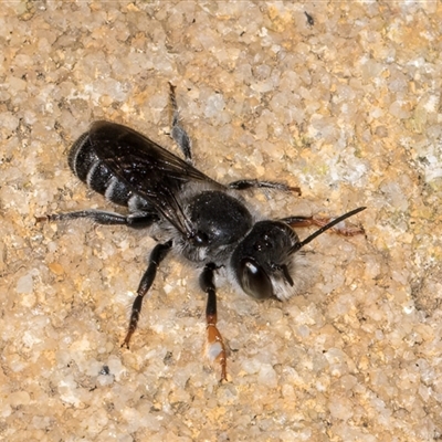 Megachile ordinaria at Acton, ACT - 16 Oct 2024 by kasiaaus