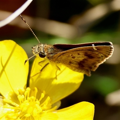 Toxidia parvula (Banded Grass-skipper) at Mongarlowe, NSW - 20 Oct 2024 by LisaH