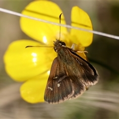 Toxidia parvula at Mongarlowe, NSW - suppressed