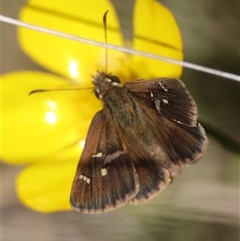 Toxidia parvula at Mongarlowe, NSW - suppressed