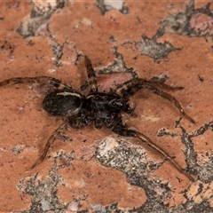 Lycosidae (family) - 1 Jan 1900 by kasiaaus