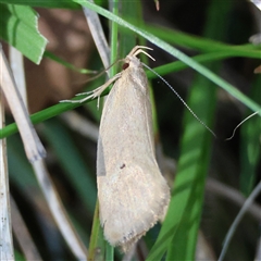 Chezala conjunctella (A Concealer moth (Chezala group) by LisaH