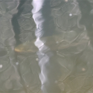 Salmo trutta at Charleys Forest, NSW - suppressed