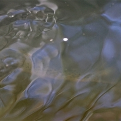 Salmo trutta at Charleys Forest, NSW - suppressed